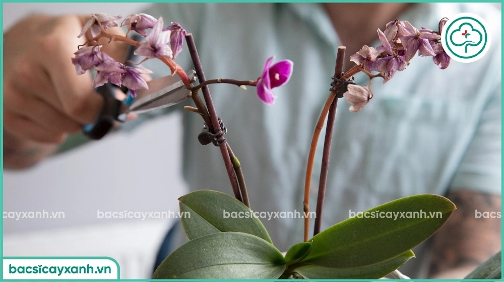 Xử lý chậu lan sau tết